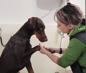 Profesionalni groomer koji pažljivo njeguje psa u Druškan salonu u Banja Luci
